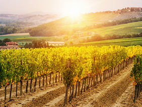 Visit the World’s Best Wine Regions