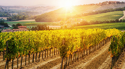 Visit the World’s Best Wine Regions